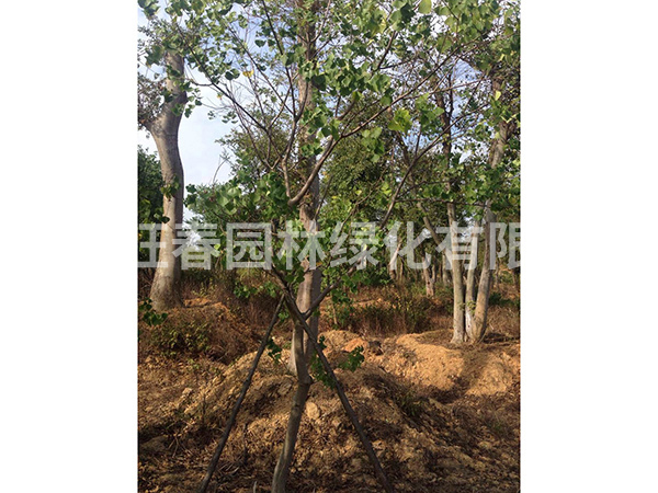 烏桕 